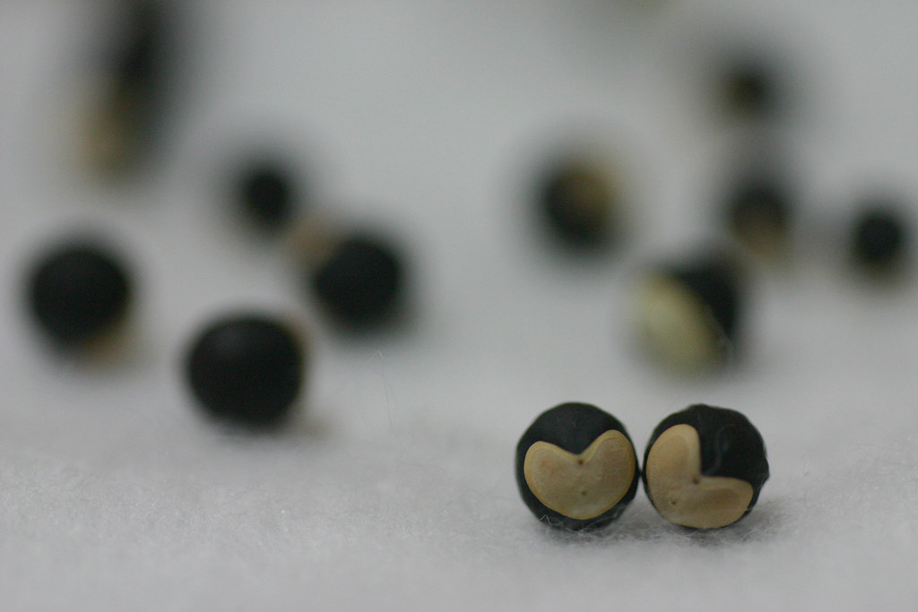 Planting the Seeds of Love: Nurturing Your Relationship